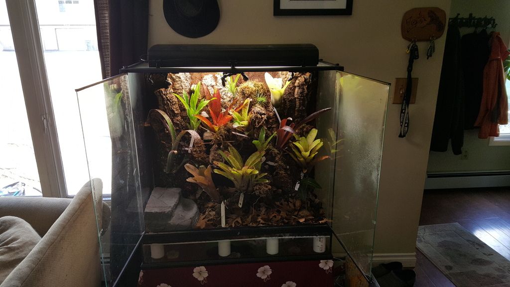 36x18x36 Exo Terra for Ameerega bassleri Dendroboard